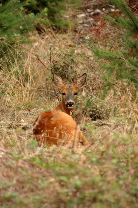 Nightjar Lodge - Adults Only Lackford Buitenkant foto
